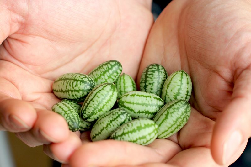 micro-melons