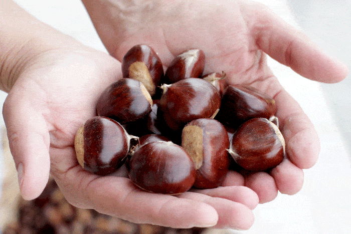 How To Make Roasted Chestnuts - There's nothing more comforting of the wonderful aroma of roasted chestnuts on a cold fall/winter day. Learn all the tricks to make this healthy treat and enjoy during the winter holidays.