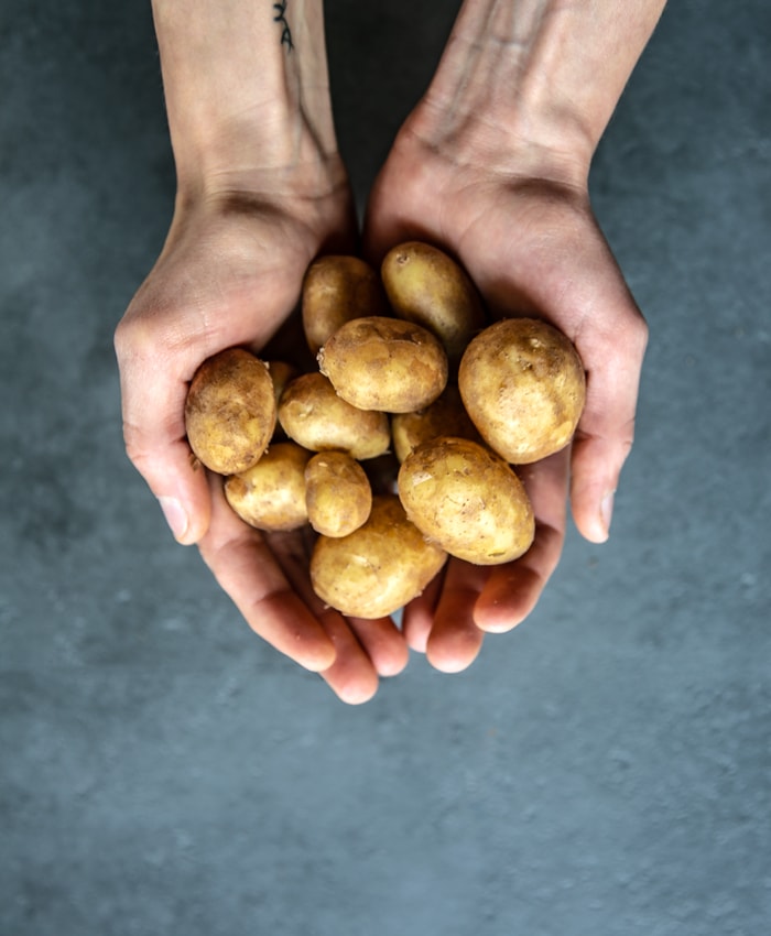 hands holding italian new potatoes