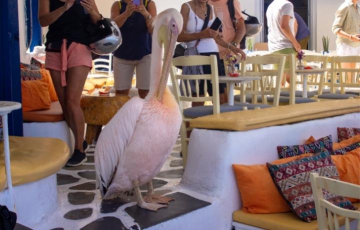 petros pelican in Mykonos.