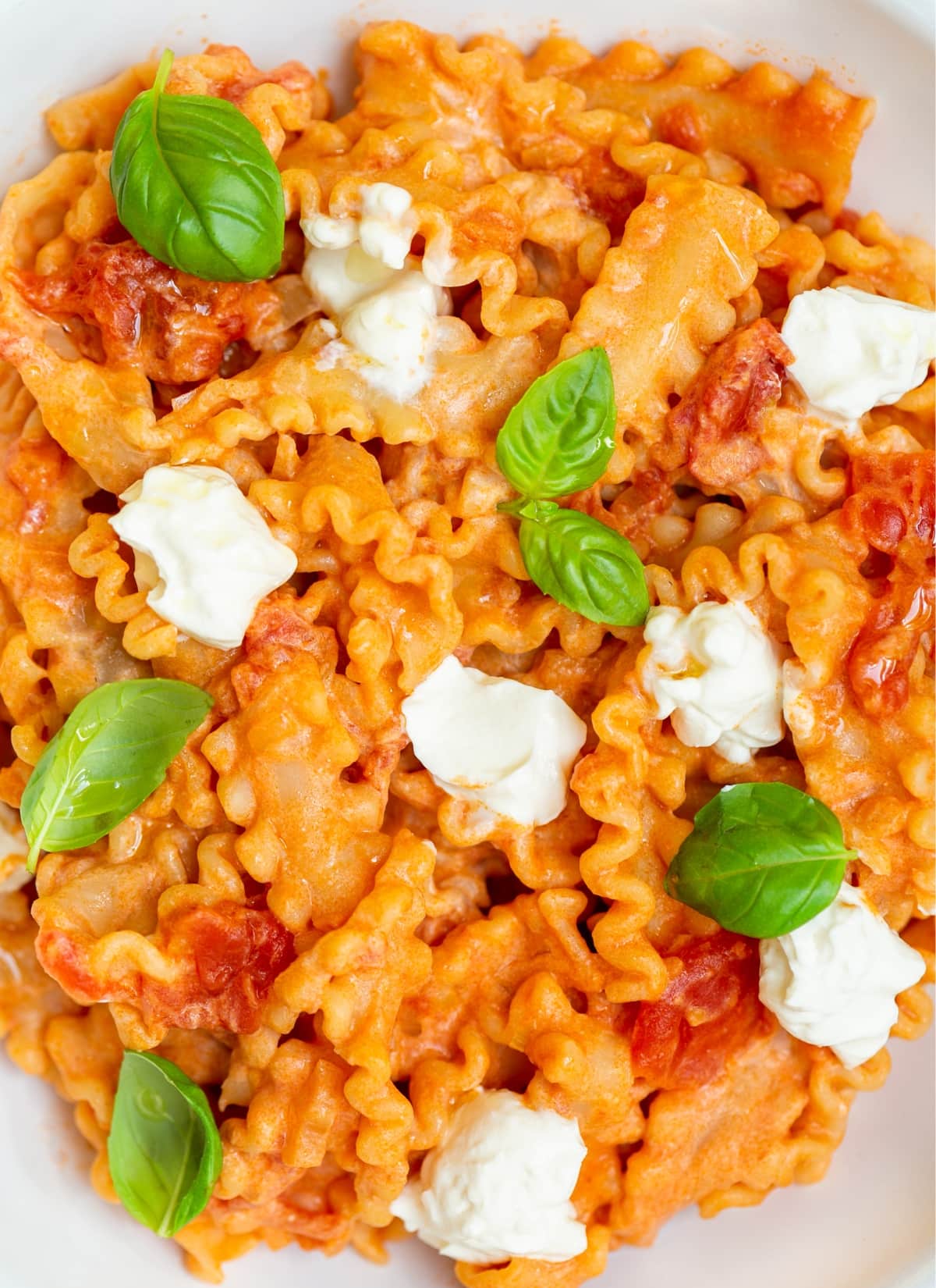 Mafaldine pasta with napoletana sauce made with tomatoes and ricotta cheese.